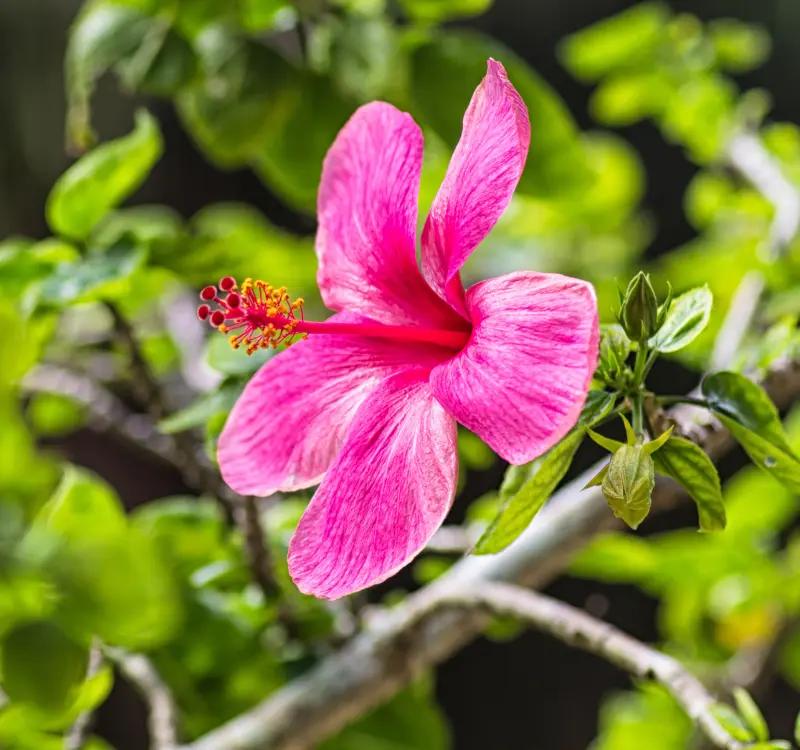 Hibiscus Benefits for Skin: One Flower, Every Solution