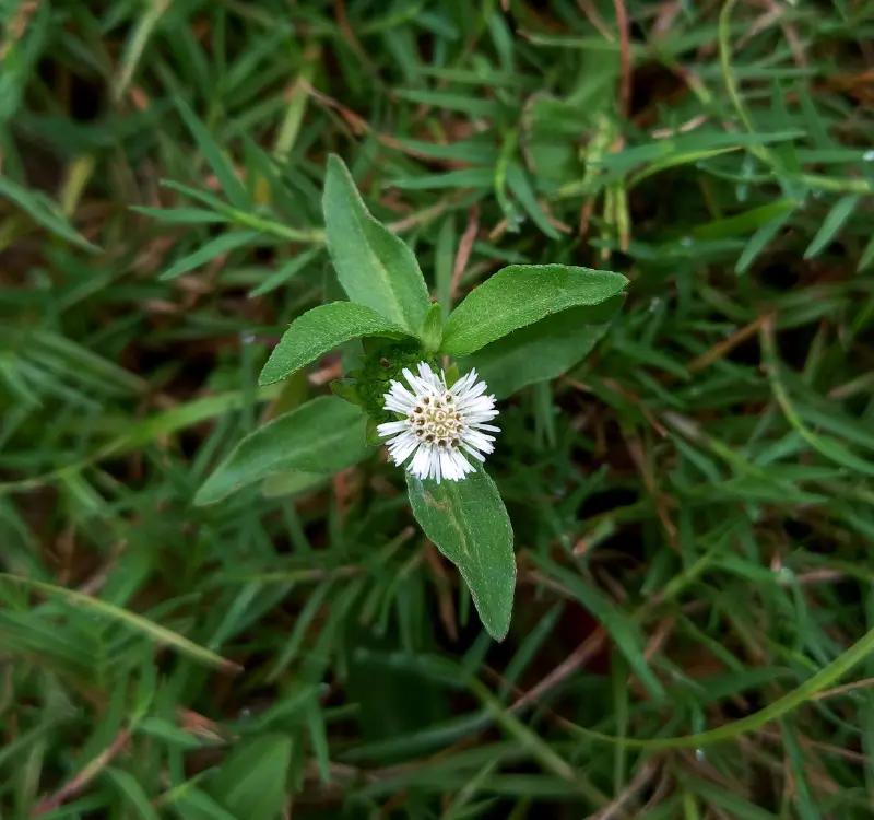 6 Benefits of using bhringraj for Hair Growth: 4 Ways to Use Bhrinraj and its Side Effects