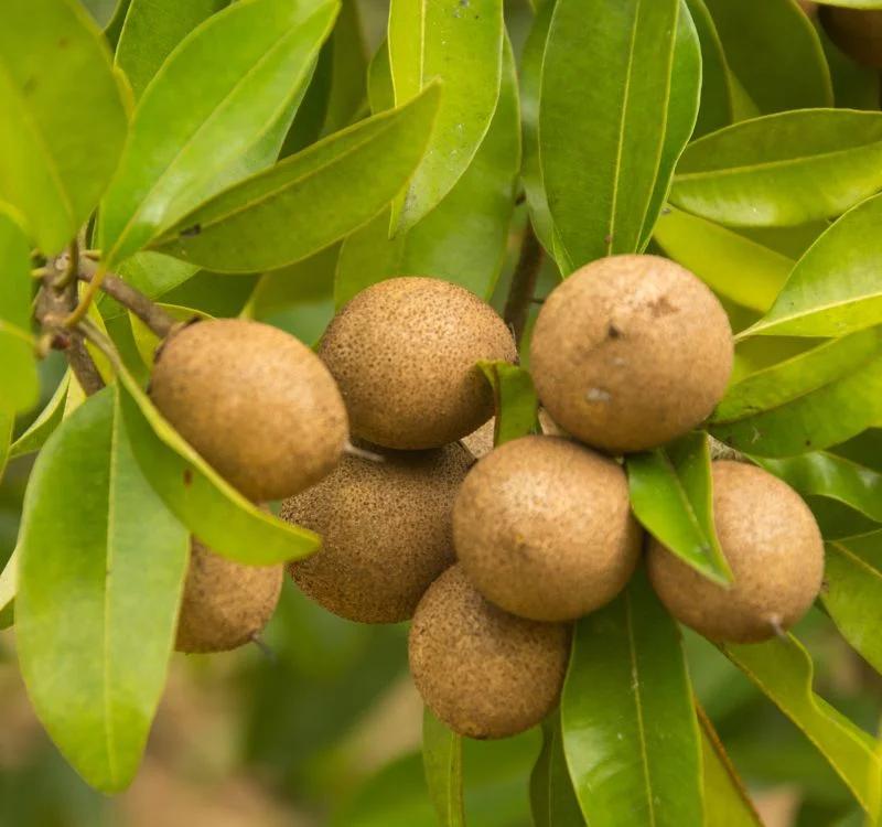 Chiku or Sapota During Pregnancy Offers Some Amazing Benefits, Let’s Find Out What They Are!