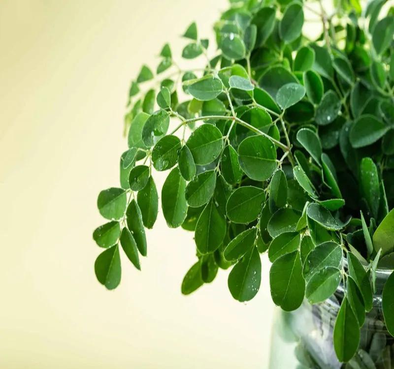 Are Moringa Leaves Beneficial For Weight Loss? Let’s Find out!