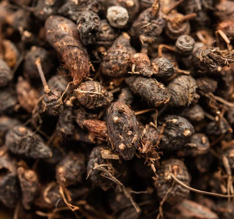 Musta Plant: A Healing Solution for Digestion, Lactation and More!