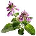 Mulethi extracts
