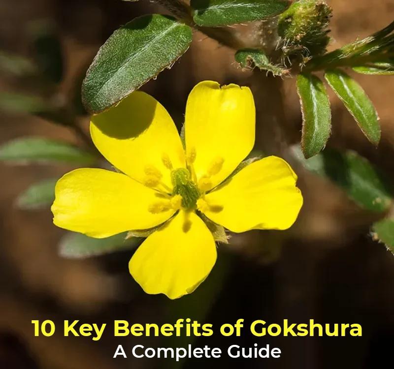 10 Key Benefits Of Gokshura: A Complete Guide