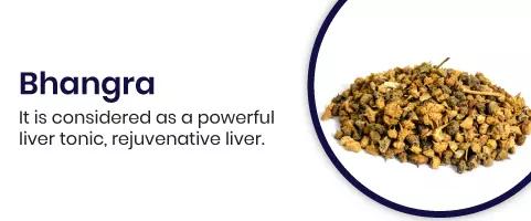 Bhangra Bhangra is considered as a powerful liver tonic, rejuvenative liver