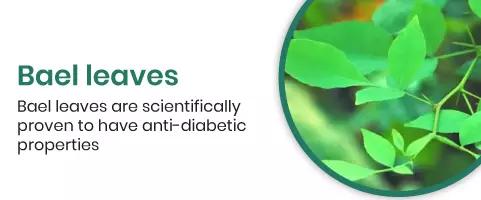 Bael Leaves Bael leaves are scientifically proven to have anti-diabetic properties