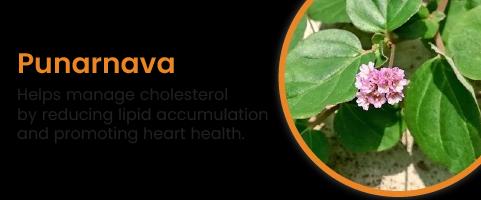 Punarnava