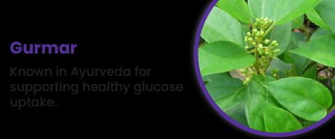 Gurmar