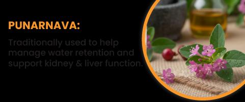 PUNARNAVA