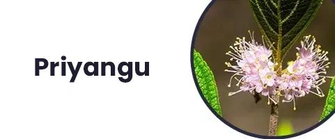 priyangu