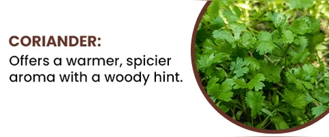 Coriander