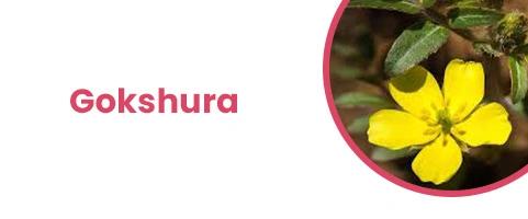 Gokshura